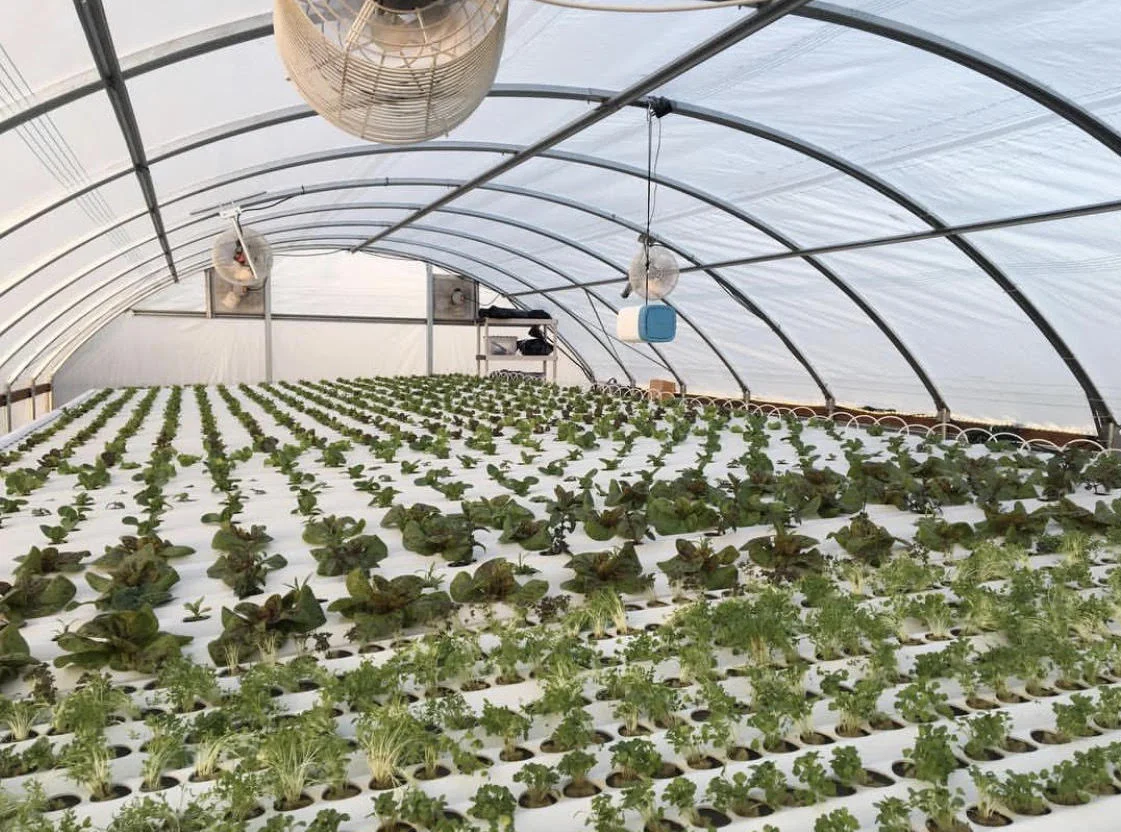 Hydroponic greenhouse interior. Dense rows of leafy greens under white polyethylene arches, drip lines, and environmental sensors overhead.
